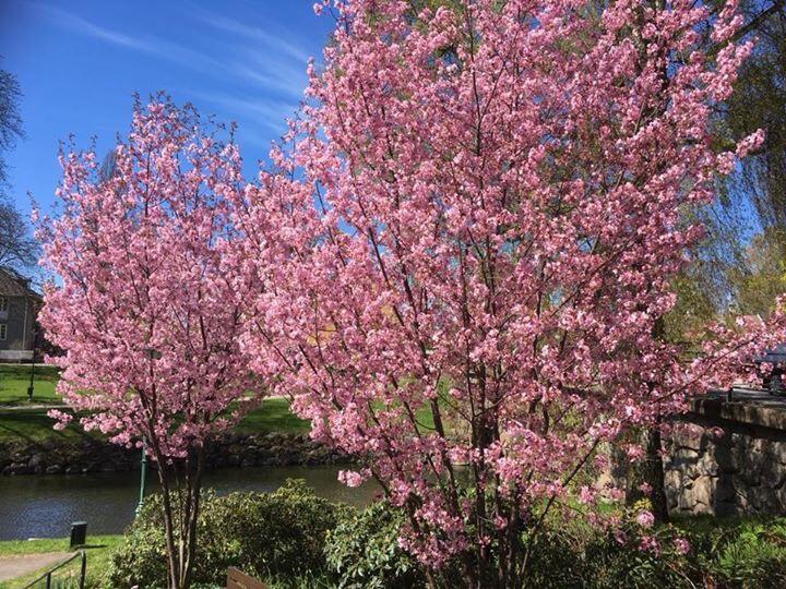 Skaenninge Stadshotell المظهر الخارجي الصورة